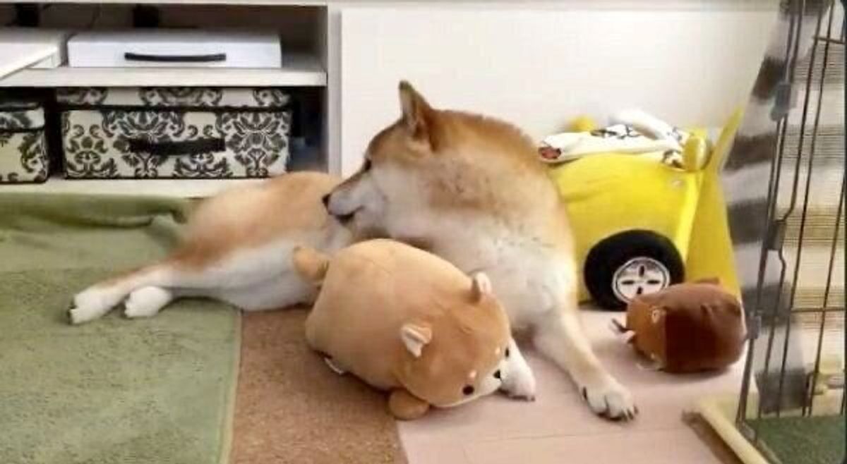 枕の使い方が上手すぎる柴犬 卓越した枕テクニック がすごかった いぬのきもちweb Magazine 枕の使い方が上手すぎる柴犬 卓越した枕テクニック がすごかった いぬのきもちweb Magazine