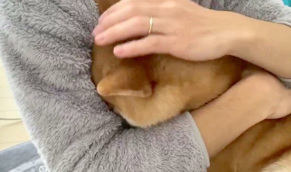 甘えるいなりちゃん