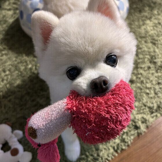 犬を喜ばせるにはどんな方法がある？ 愛犬ともっと仲良くなるためにできること いぬのきもち