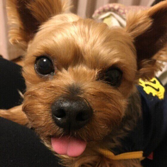 舌が出るヨークシャー・テリアのゆうちゃん