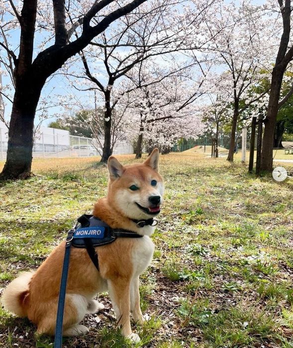 散歩を楽しむ紋次郎くん