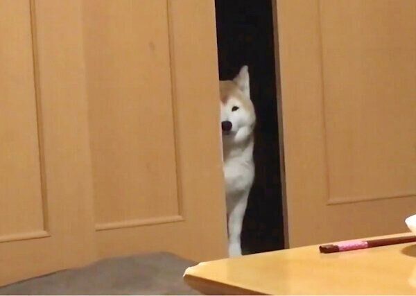 柴距離を発動させるロペさん