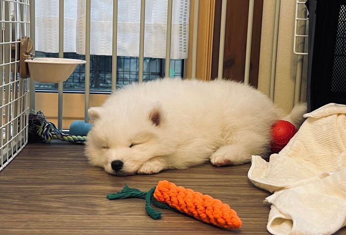 眠る子犬時代のマシュくん
