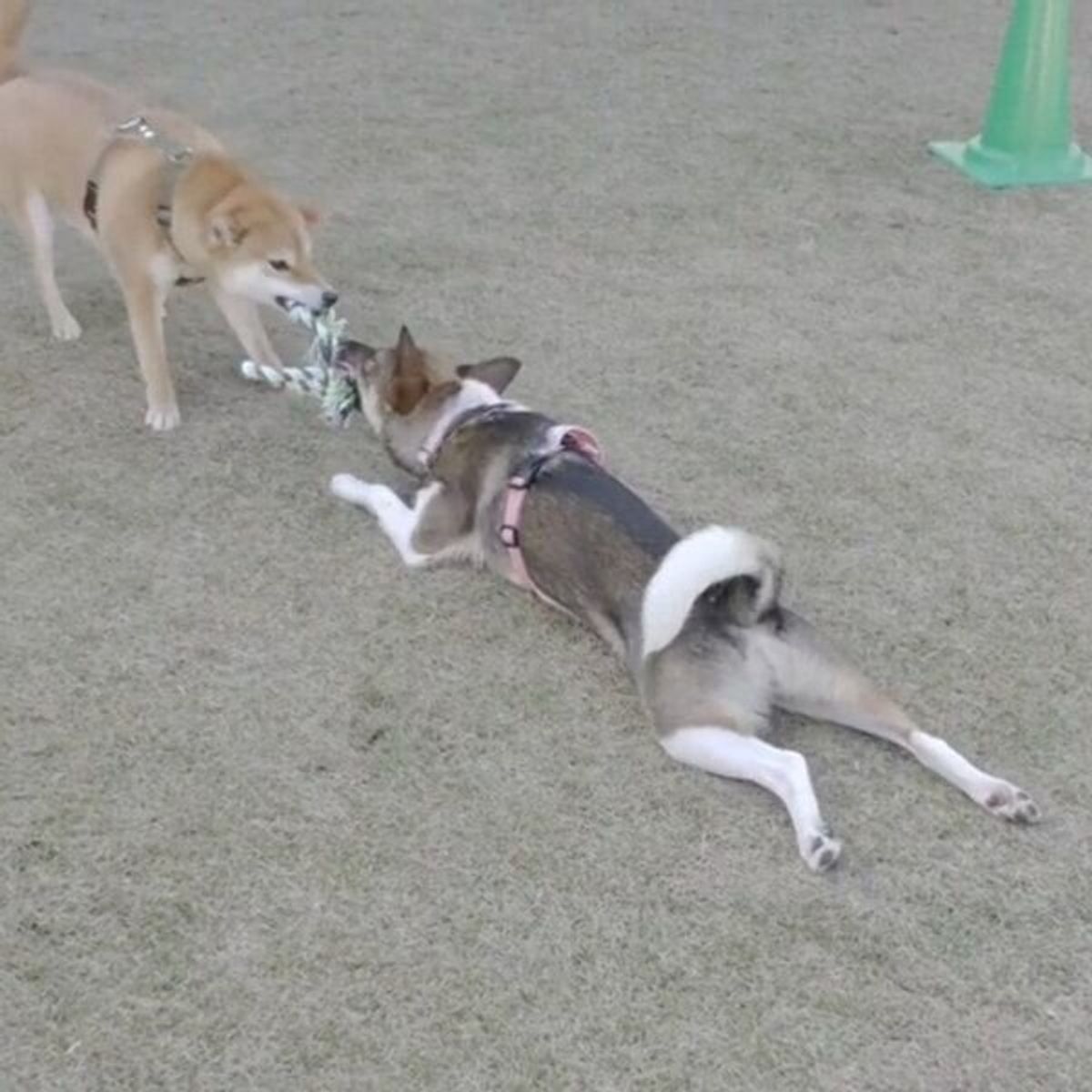 犬同士で引っ張り合いっこをしていたら なんともいえないシュールな展開に いぬのきもちweb Magazine 犬同士で引っ張り合いっこをしていたら なんともいえないシュールな展開に いぬのきもちweb Magazine