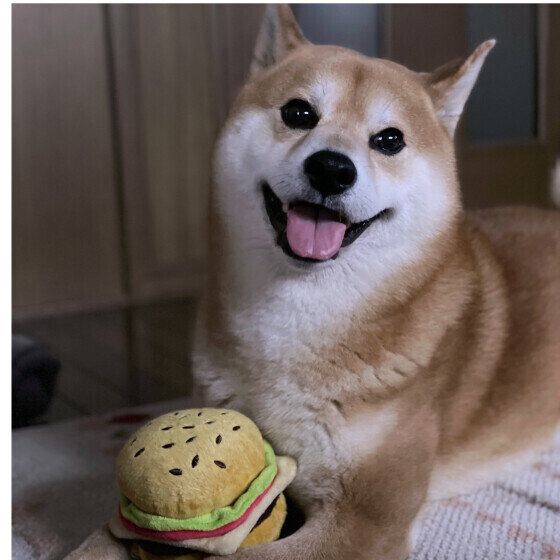 噛みちぎってボロボロにする? 犬に布おもちゃを与える際の注意点とは いぬのきもち