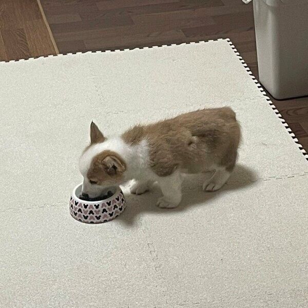 生後3カ月のピノちゃん