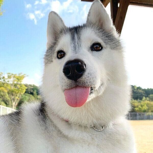 舌を出すいろはちゃん