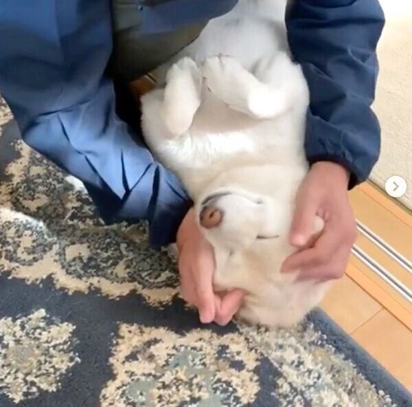 お散歩拒否するごん太くん