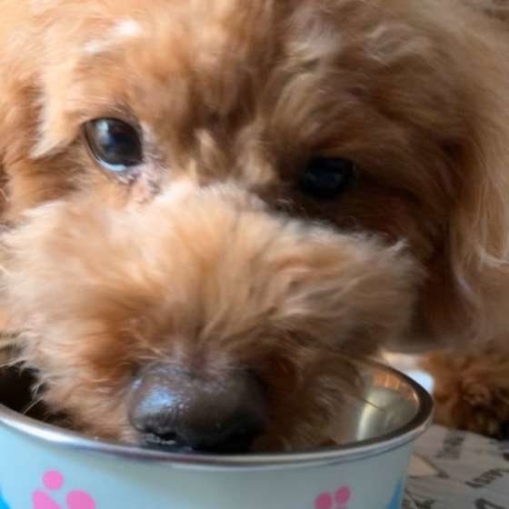 【犬の介護Q&A】シニア犬の食事の変化とアイデア