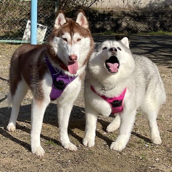 シャンテちゃんとシルビアちゃん