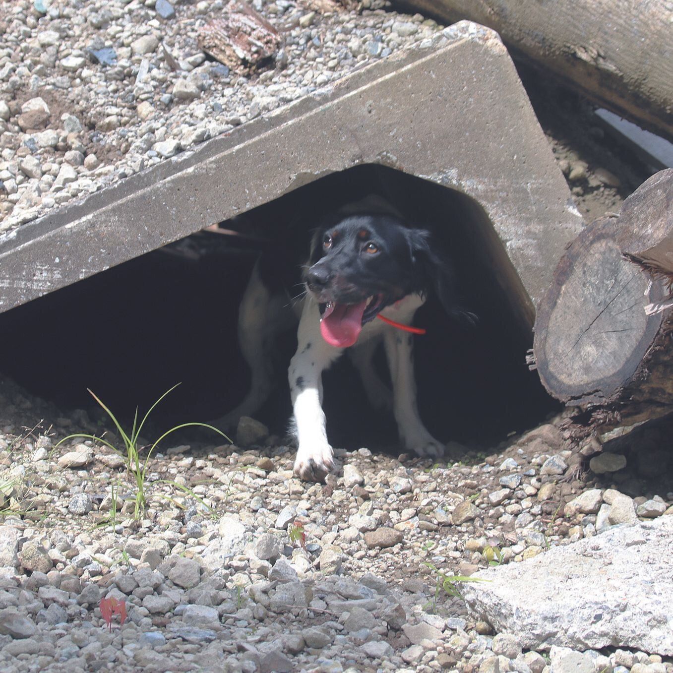 すぐれた嗅覚で行方不明者やガレキに埋もれた人を捜し出す