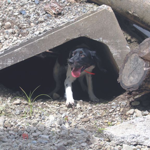 すぐれた嗅覚で行方不明者やガレキに埋もれた人を捜し出す