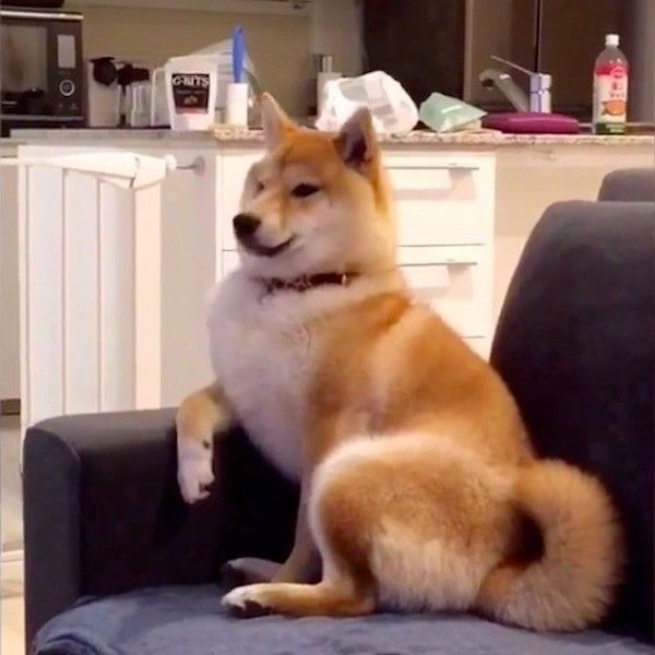 人間座りワンコ