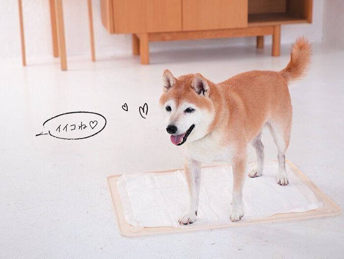 トイレに行く犬