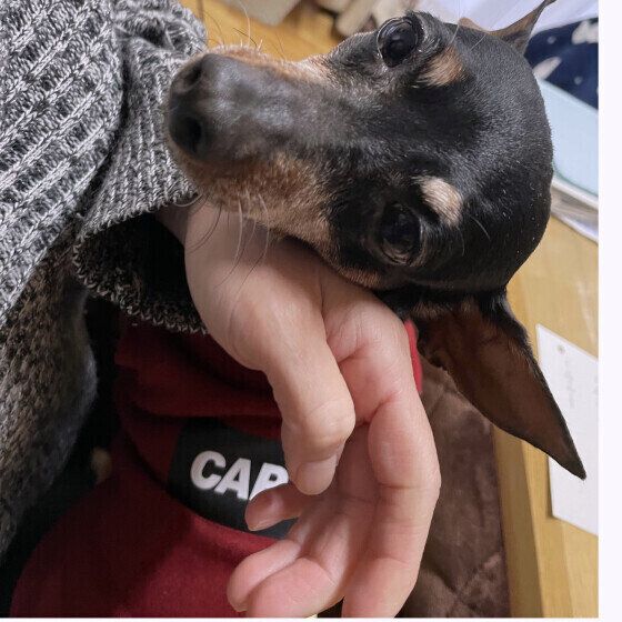 手の上にあごのせをするミニチュア・ピンシャー