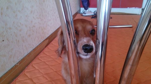 バレバレすぎるいたずらをする犬