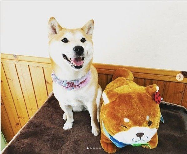 柴犬きなこちゃん