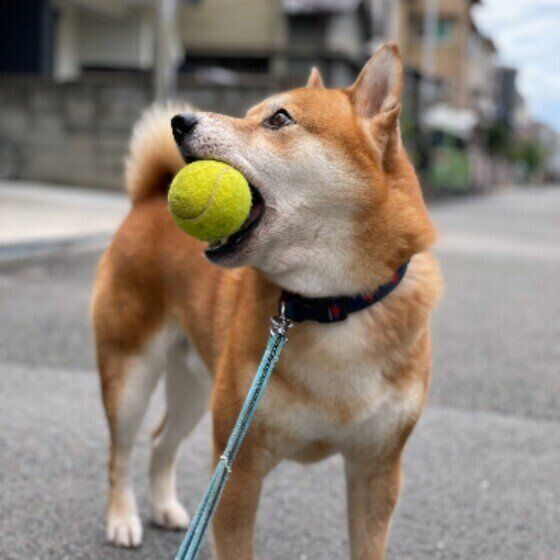 急に冷めたり 距離を保ちたがったり 柴犬の飼い主に聞いた 柴犬あるある が興味深い いぬのきもちweb Magazine