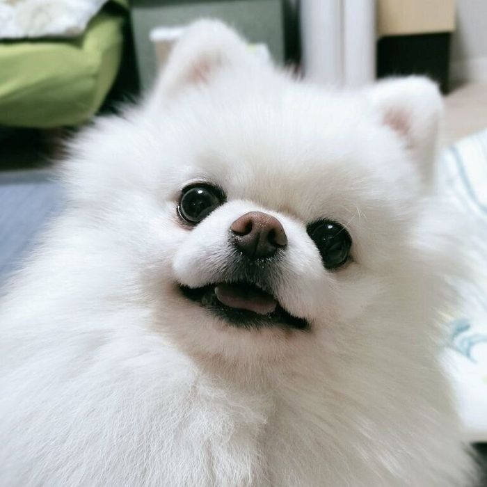 笑顔の大吉くん