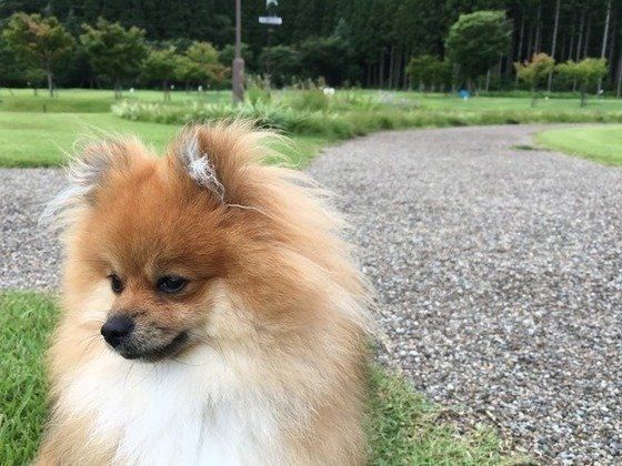 ポメラニアンのきなこちゃん、お散歩中♪