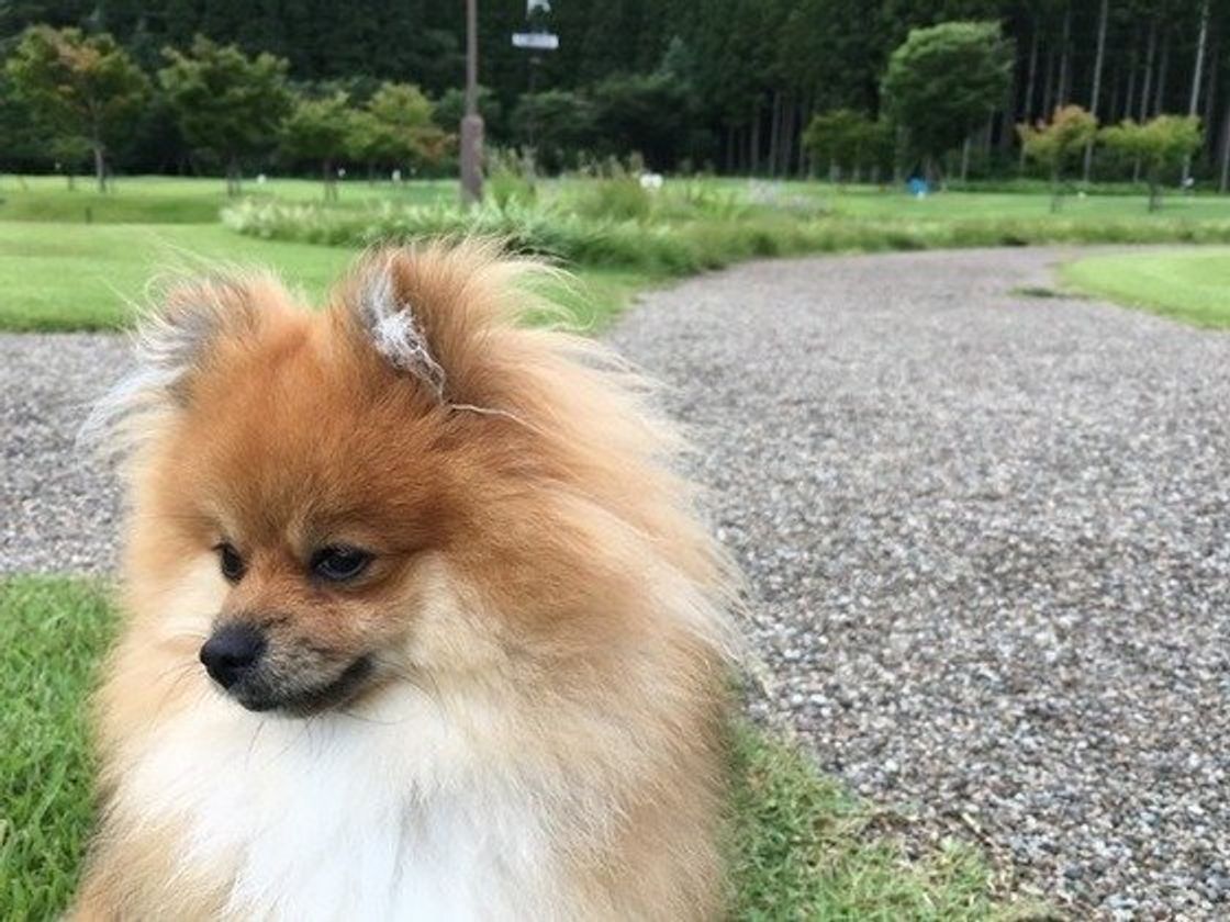 寒くても愛犬のお散歩はするべき 冬の正しいお散歩を解説 いぬのきもちweb Magazine
