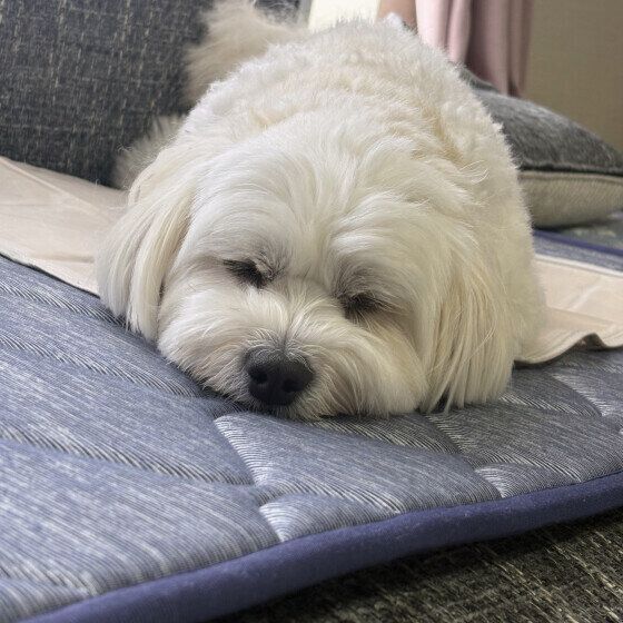 Ｍｉｘ（雑種）小型犬　すやすや