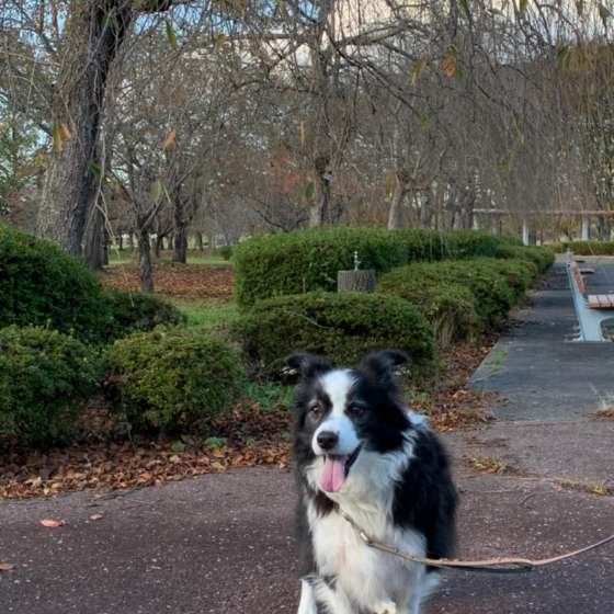 お散歩するボーダー・コリー