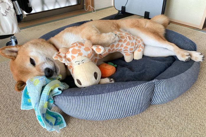 ぬいぐるみを抱えるまるくん