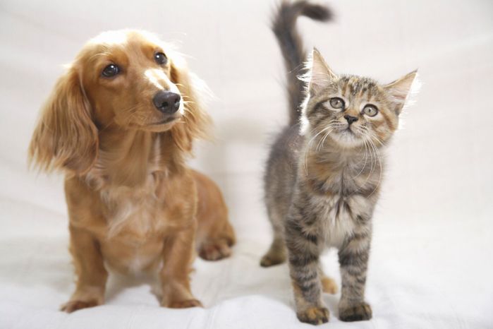 犬猫 ペットとの暮らし