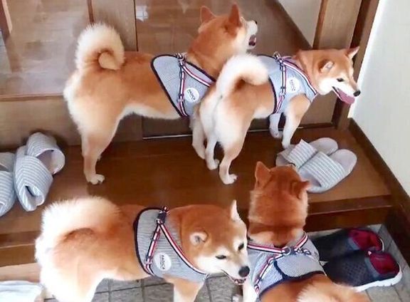 玄関に集合する柴犬一家