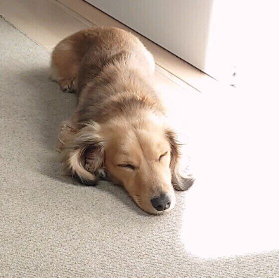 ひなたぼっこするミニチュア・ダックスフンド