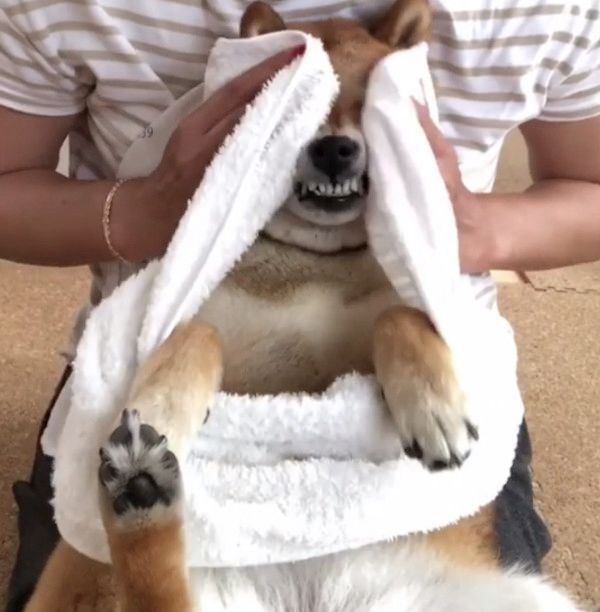 雨で濡れちゃった豆柴