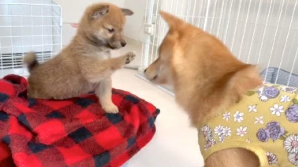 見ているこちらも緊張 新入り犬と先住犬の 初対面の瞬間 にキュン いぬのきもちweb Magazine 見ているこちらも緊張 新入り犬と先住犬の 初対面の瞬間 にキュン いぬのきもちweb Magazine