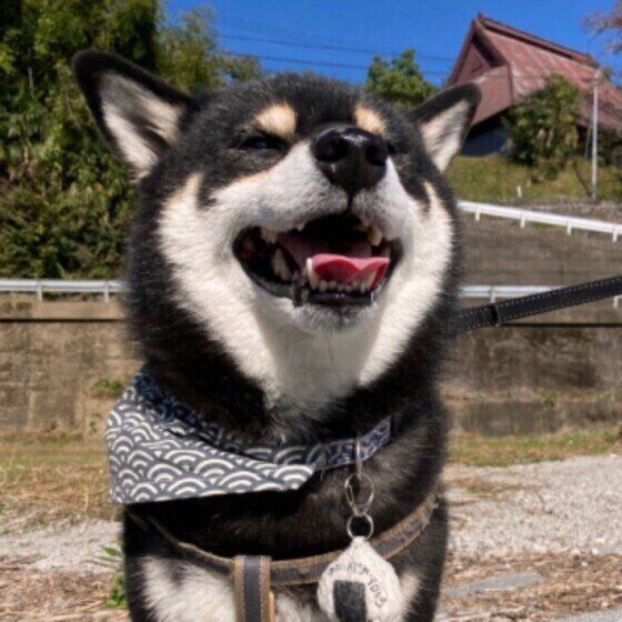 実は犬の骨 関節 筋肉に負担をかけている やりがちng習慣とは いぬのきもちweb Magazine