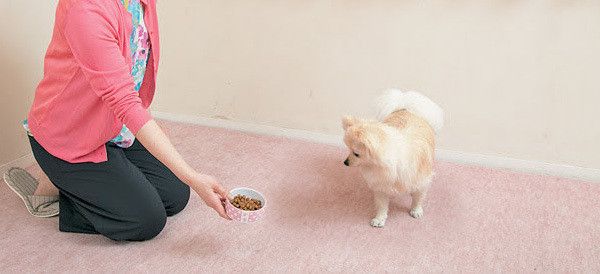 ごはんを見つめる犬