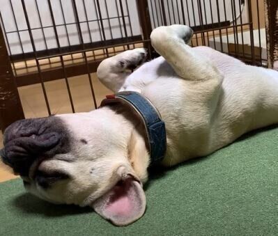 いぬ　フレンチブルドッグ