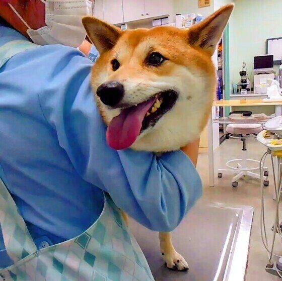 柴のまいちゃん