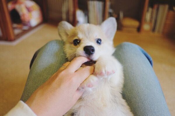 家族になって間もない頃のガブちゃん