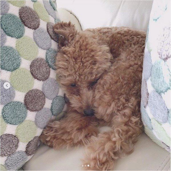 狭いところ大好きワンコ