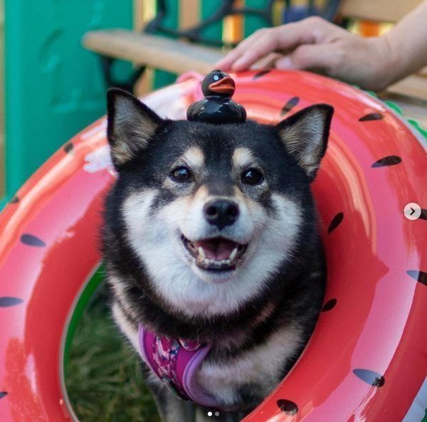 うきわをかぶる豆柴