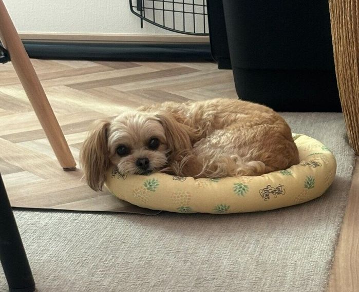 子犬時代に使っていたベッドの上で丸まる犬 2才