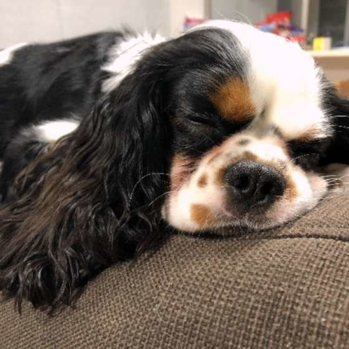 犬がソファや段ボールを激しくホリホリ そのときの犬の心理は いぬのきもちweb Magazine 犬がソファや段ボールを激しくホリホリ そのときの犬の心理は いぬのきもちweb Magazine