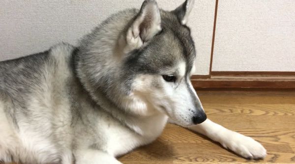 落ち込むシベリアン・ハスキー
