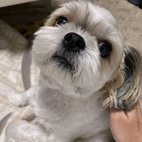 ちゃんとなでてるかチェックするコタロウくん