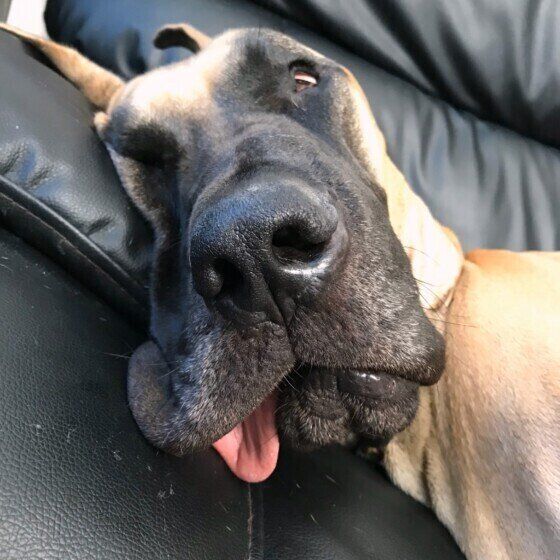 グレート・デーンのルディくん