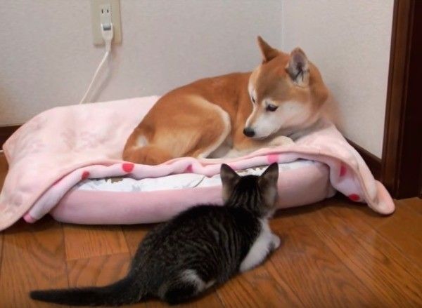 柴犬が気になる猫