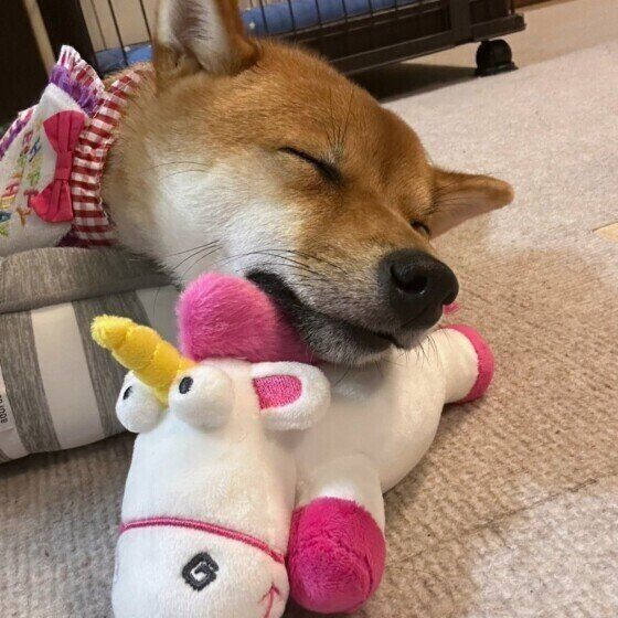 まめちゃん（柴）