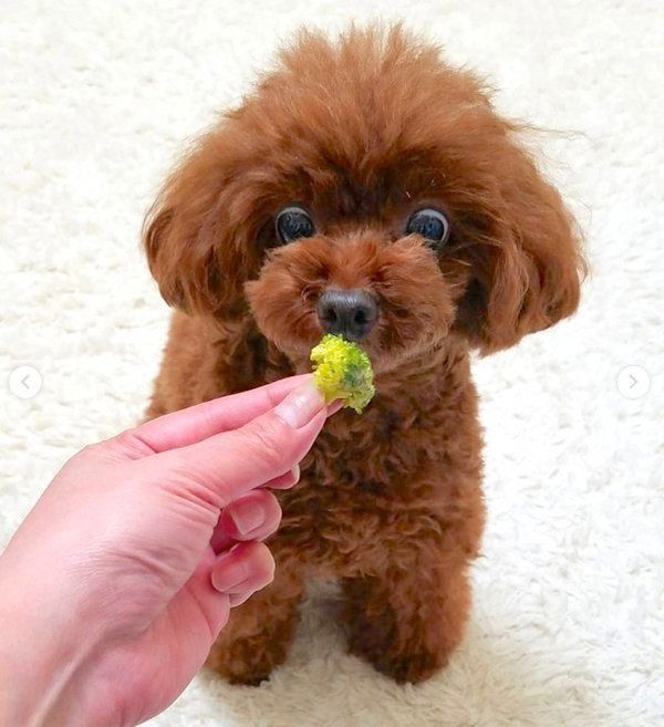 ブロッコリーに熱い視線を送るトイ・プードル