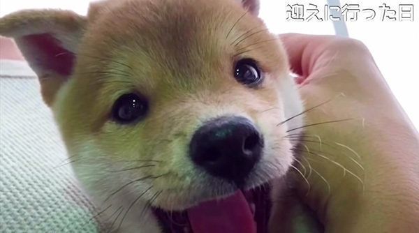 柴犬こてつくん