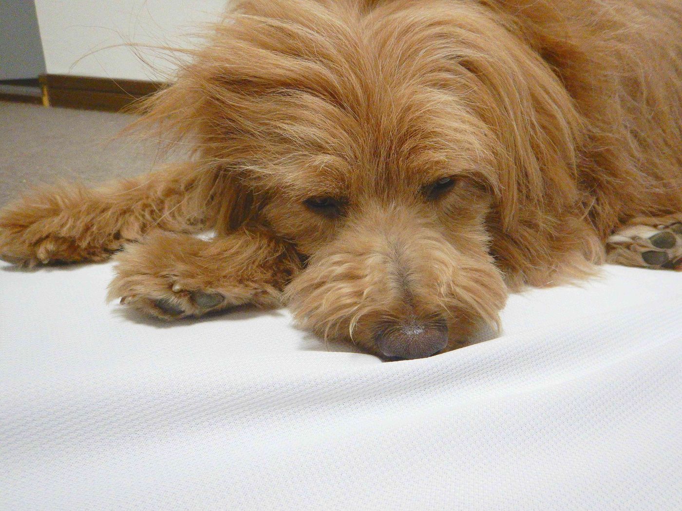 犬は飼い主が落ち込んでいるときになぐさめてくれる 連載 こぐま犬てんすけ Vol 107 いぬのきもちweb Magazine 犬は飼い主が落ち込んでいるときになぐさめてくれる 連載 こぐま犬てんすけ Vol 107 いぬのきもちweb Magazine